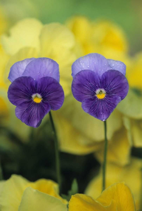 Picture of TWO PANSY FACES IN GARDEN