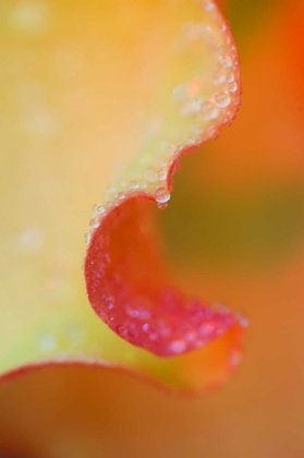 Picture of FLOWER PETAL WITH RAIN DROP