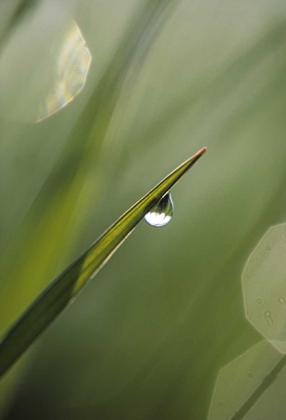 Picture of BLADE OF GRASS WITH DEWDROP