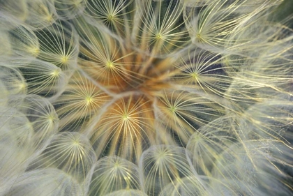 Picture of DANDELION SEEDHEAD CLOSE-UP