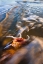 Picture of USA, FLORIDA, ST AUGUSTINE