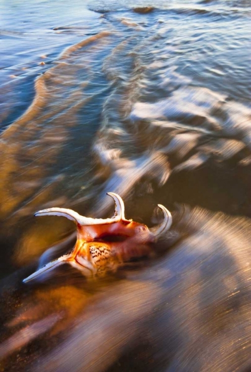 Picture of USA, FLORIDA, ST AUGUSTINE