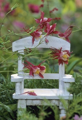 Picture of COLUMBINE AND CHAIR IN GARDEN