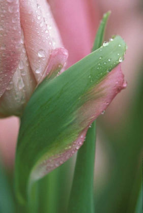 Picture of PINK TULIP CLOSE-UP, IN GARDEN
