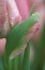 Picture of PINK TULIP CLOSE-UP, IN GARDEN