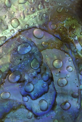 Picture of ABALONE SHELL WITH WATER DROPS