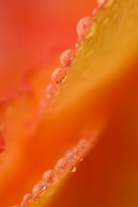 Picture of PETALS WITH DEW DROPS CLOSE-UP
