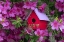 Picture of BIRDHOUSE AND AZALEAS IN GARDEN