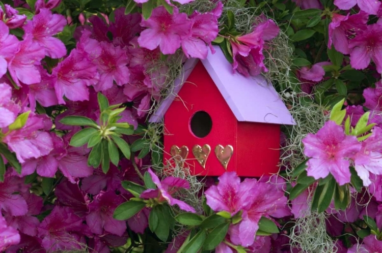 Picture of BIRDHOUSE AND AZALEAS IN GARDEN