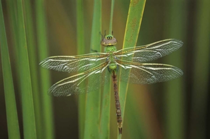 Picture of GREEN DARNER DRAGONFLY ON REEDS