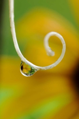 Picture of RAIN DROP WITH FLOWER REFLECTED