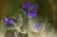 Picture of SEEDHEADS BLOWING IN THE GARDEN