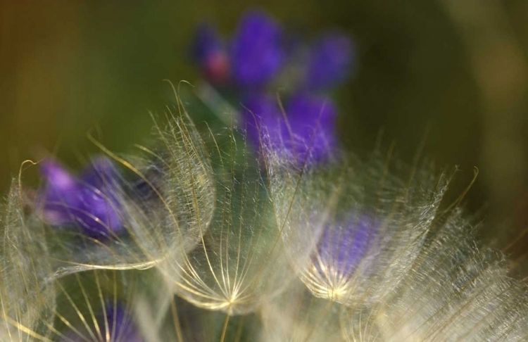 Picture of SEEDHEADS BLOWING IN THE GARDEN