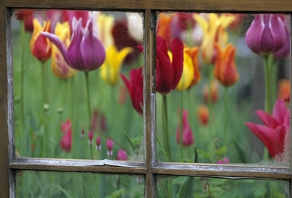 Picture of SPRING GARDEN BEHIND OLD WINDOW