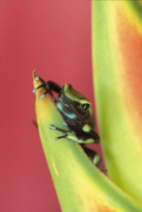 Picture of COSTA RICA, FROG, OSA PENINSULA