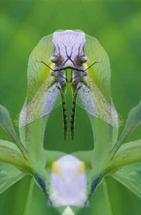 Picture of USA, GEORGIA DRAGONFLY MONTAGE