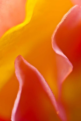 Picture of ABSTRACT DETAIL OF FLOWER PETALS