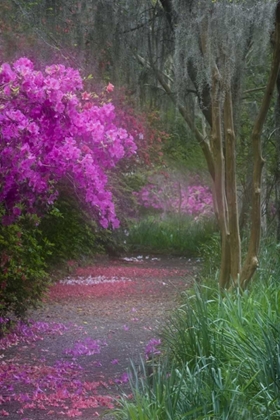 Picture of SOUTH CAROLINA BLOOMING AZALEAS