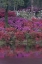 Picture of SOUTH CAROLINA BLOOMING AZALEAS