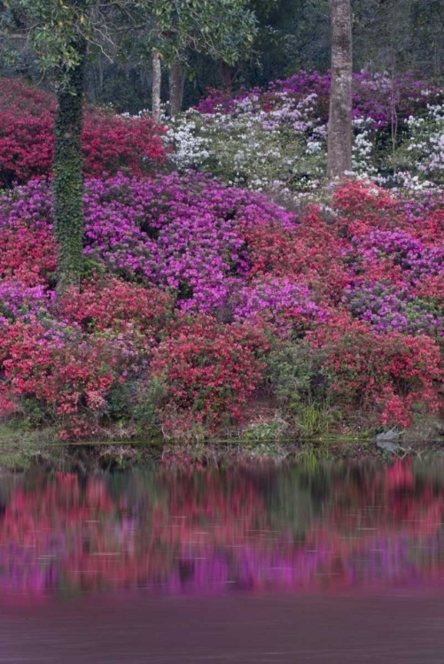 Picture of SOUTH CAROLINA BLOOMING AZALEAS