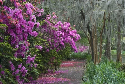 Picture of SOUTH CAROLINA BLOOMING AZALEAS