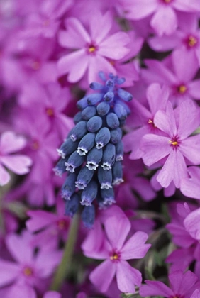 Picture of GRAPE HYACINTH IN PHLOX IN GARDEN