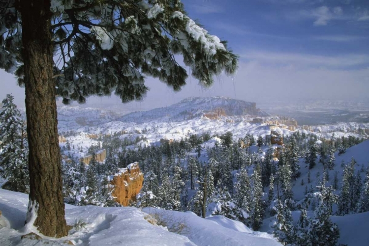 Picture of USA, UTAH, BRYCE CANYON IN WINTER