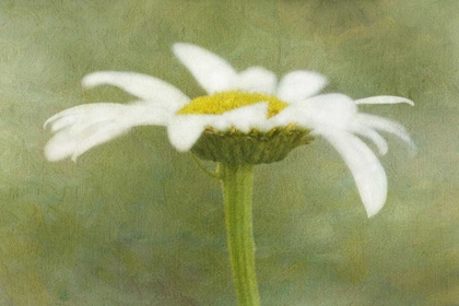 Picture of CALIFORNIA DAISY WITH A TEXTURED BACKGROUND