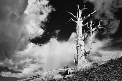 Picture of CA, WHITE MTS ANCIENT BRISTLECONE PINE TREE