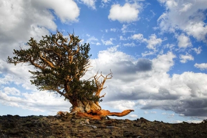 Picture of CA, WHITE MTS ANCIENT BRISTLECONE PINE TREE