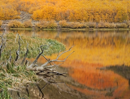 Picture of CA, AUTUMN REFLECT IN NORTH LAKE NEAR BISHOP