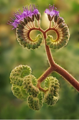 Picture of CA, DEATH VALLEY NP PHACELIA PLANT IN BLOOM