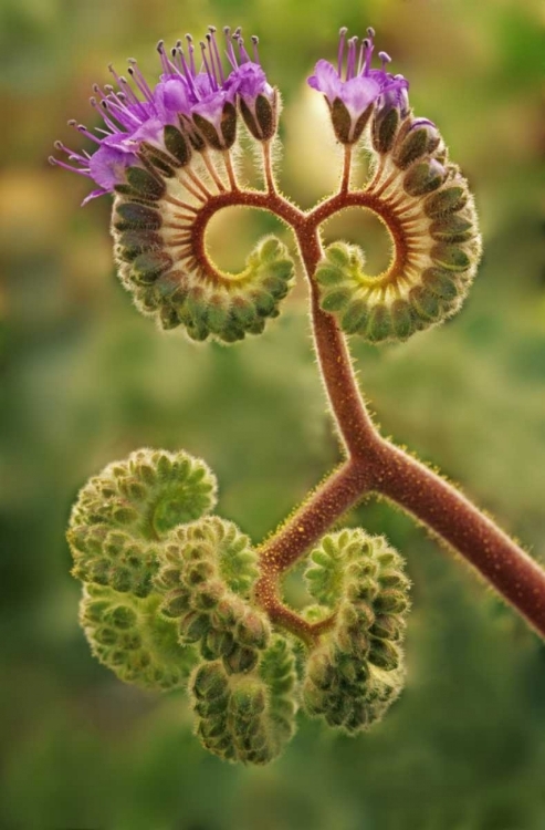 Picture of CA, DEATH VALLEY NP PHACELIA PLANT IN BLOOM