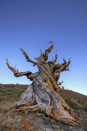 Picture of CA, WHITE MTS ANCIENT BRISTLECONE PINE TREE