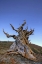 Picture of CA, WHITE MTS ANCIENT BRISTLECONE PINE TREE