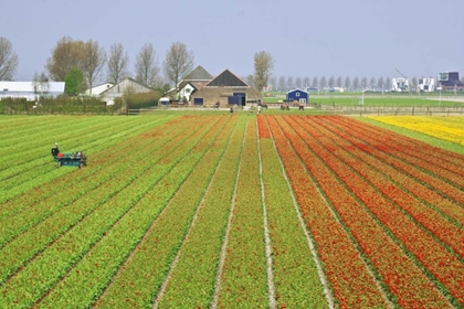 Picture of NETHERLANDS, LISSE TULIP FARM FLOWER FIELDS
