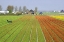 Picture of NETHERLANDS, LISSE TULIP FARM FLOWER FIELDS