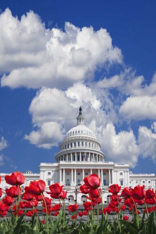 Picture of WASHINGTON DC, TULIPS BY THE CAPITOL BUILDING