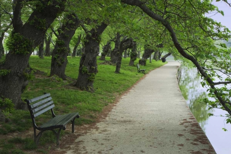 Picture of WASHINGTON DC, CHERRY TREES LINE A WALKWAY