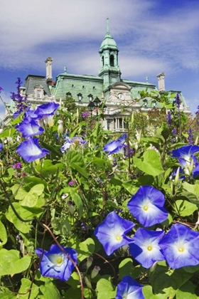 Picture of CANADA, QUEBEC, MONTREAL CITY HALL BUILDING