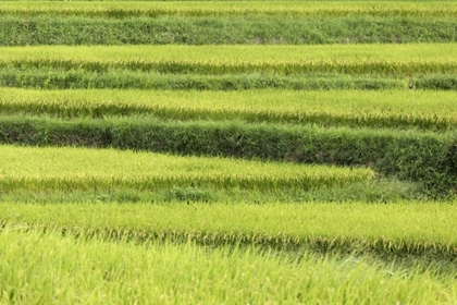 Picture of ASIA, JAPAN RICE TERRACES IN NARA PREFECTURE