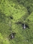 Picture of USA, HAWAII, KAUAI AERIAL VIEW OF WATERFALLS