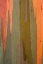 Picture of HAWAII, KAUAI DETAIL OF EUCALYPTUS TREE BARK