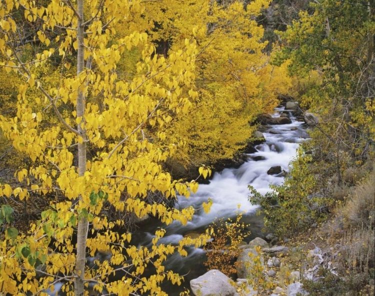 Picture of CALIFORNIA BISHOP CREEK AND ASPENS IN AUTUMN