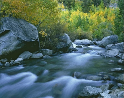 Picture of CALIFORNIA BISHOP CREEK AND ASPENS IN AUTUMN