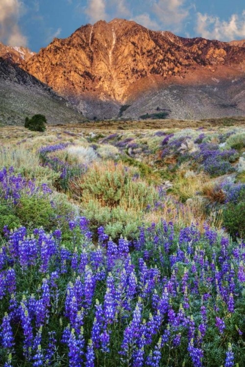 Picture of CALIFORNIA BLOOMING LUPINE AT DIVISION CREEK