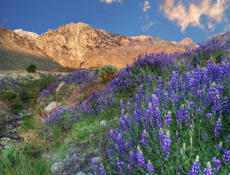 Picture of CALIFORNIA BLOOMING LUPINE AT DIVISION CREEK