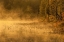 Picture of NEW YORK, ADIRONDACK MTS MIST ON RAQUETTE LAKE