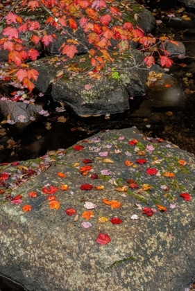 Picture of NY, ADIRONDACK MOUNTAINS AUTUMN LEAVES ON ROCK