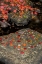 Picture of NY, ADIRONDACK MOUNTAINS AUTUMN LEAVES ON ROCK